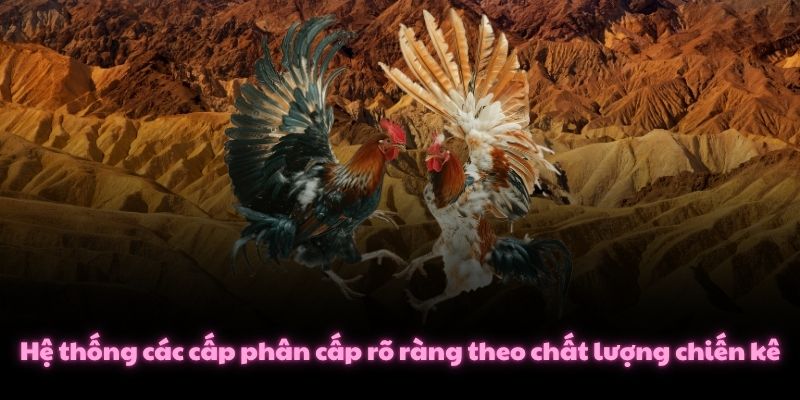 Hệ thống các cấp phân cấp rõ ràng theo chất lượng chiến kê